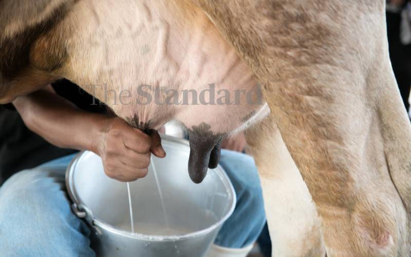 Milk production drops as dry spell persists