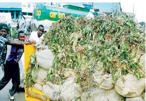 UK House Committee supports anti-miraa ban lobby group