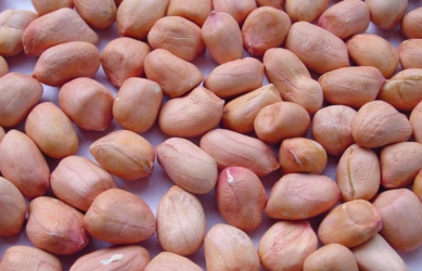 More yields as Kerio Valley farmers get high quality seeds