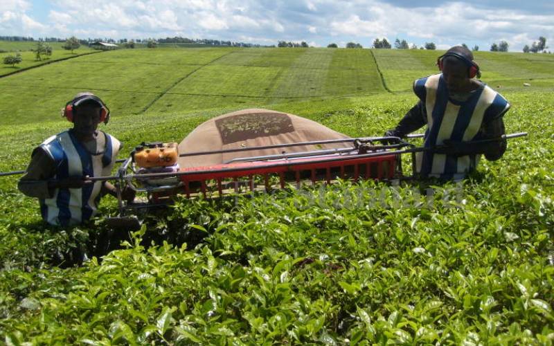 MPs petition Parliament to probe use of machines in tea harvesting