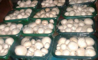 Mushrooms nearly gave me ulcers, but I finally nailed it