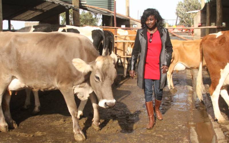 Gladys Shollei at her dairy farm in Plateua Uasin Gishu county. [Peter Ochieng’, Standard] 