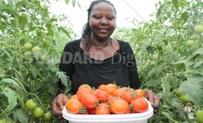 My secret to big, appetising and juicy tomatoes in arid region