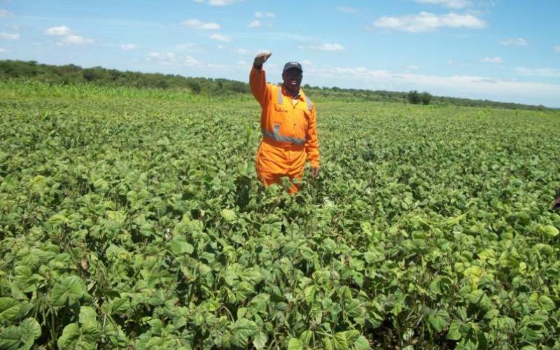 Ndengu farmers see hope in getting cash crop status