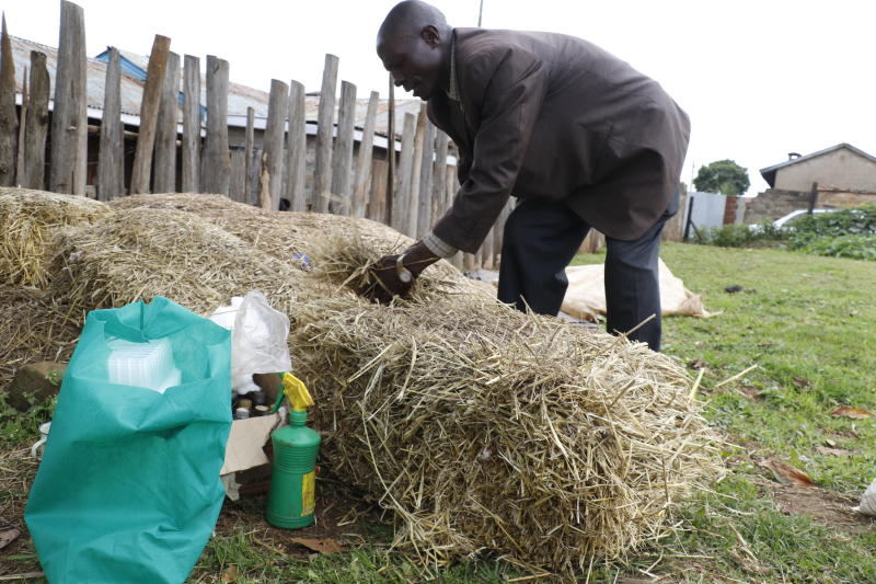 Duo shares secrets from small mushroom farm scratch - Farm Kenya Initiative