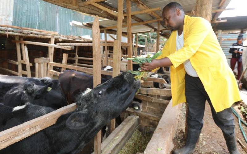 Nyeri livestock farmers overcome high feed prices to earn Sh2b in revenue