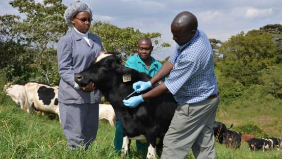 How to control foot and mouth disease - The Standard