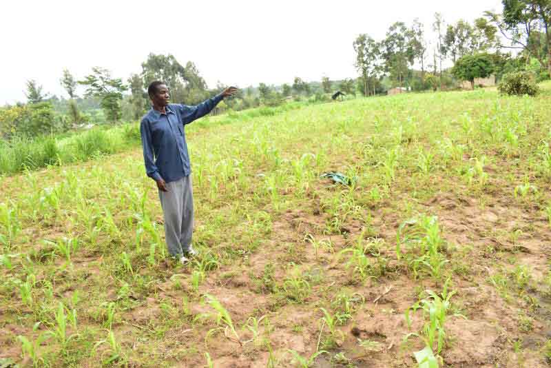 Once fertile Bungoma tobacco farms where crops no longer yield any fruits