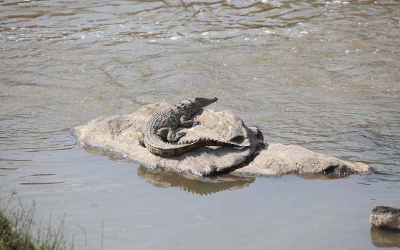 One schoolboy killed, four escape crocodile attack in Kwale