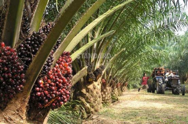 Palm oil farming is a juicy business if you get basics right