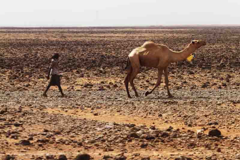Pastoralists cross to Uganda in search of food, water and pasture