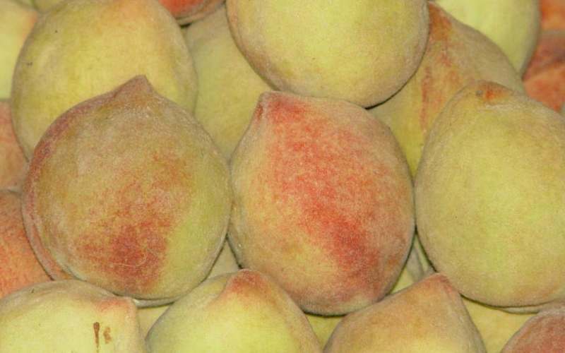 Peach: Tantalising fruit with a delicate aroma