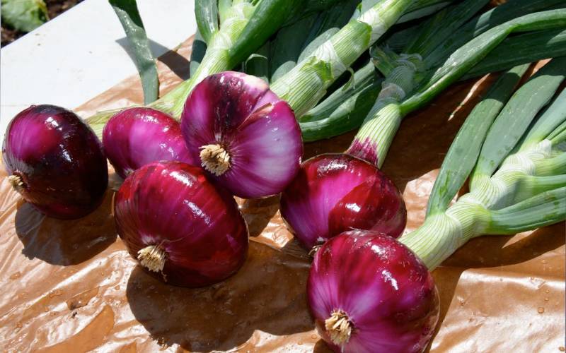 Planting, care and harvesting of onions