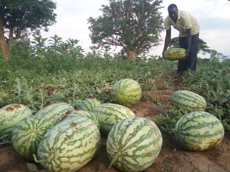 How to farm big watermelons - FarmKenya Initiative