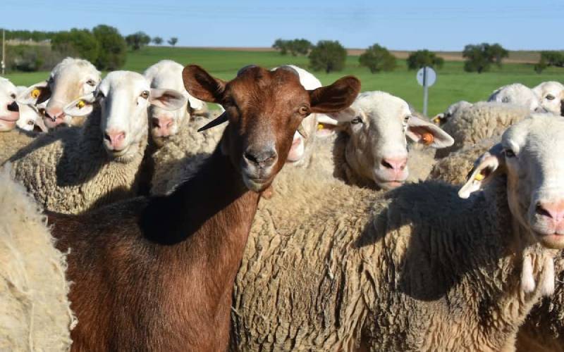 Pregnancy Toxemia: Disease that kills pregnant sheep and goats carrying twins