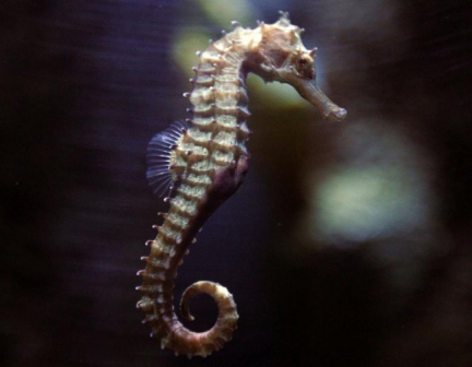 Undersea mystery: seahorse genetic secrets unveiled - The Standard Health