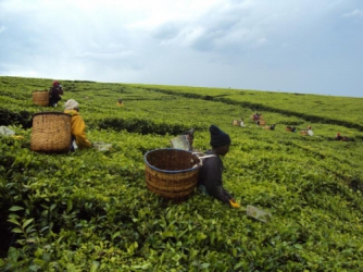 Tea firms slide to annual loss