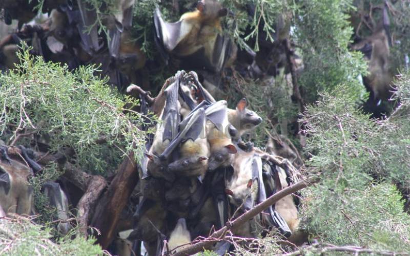 Kisii's bat colonies 