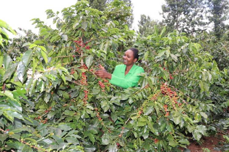 IT graduate smells aromatic returns of farming coffee - FarmKenya Initiative