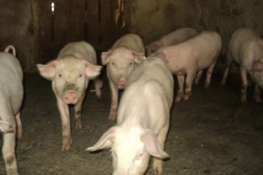 Rearing piglets and the diseases you should look out for