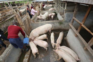 Rearing piglets to adults and the diseases you should look out for