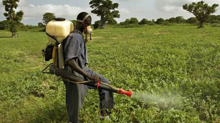 Relief for Trans Nzoia farmers as government distributes pesticides