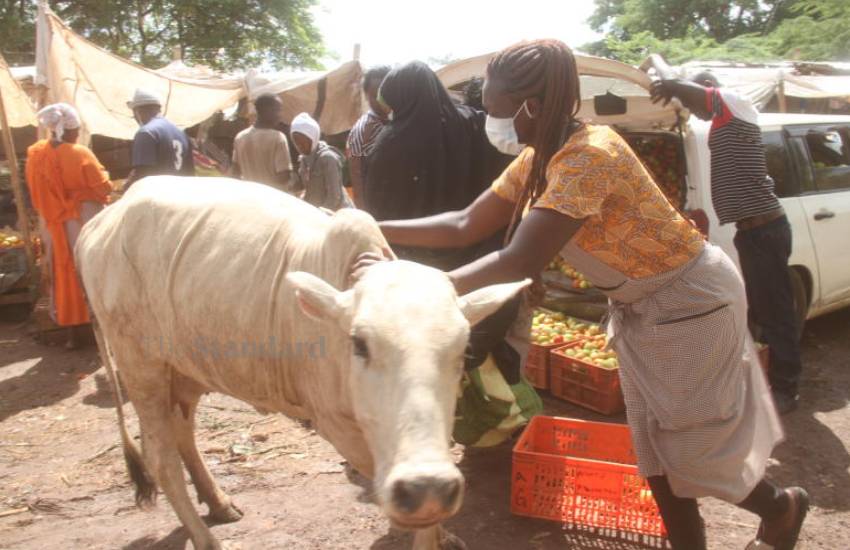 Cow being driven away at Isiolo Market