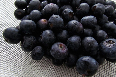 Researchers say a blueberry diet can lower breast cancer risk