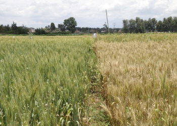 Rotich’s decision to lower duty on wheat faulted
