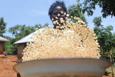 Seeds drive spells good news for crop farmers in Kenya