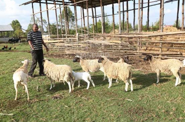 Sheep farming can fetch you riches if driven well