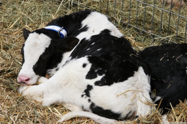 Small-sized heifers lead to poor milk production