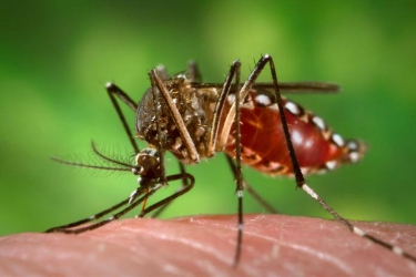Spain reports first case of Zika-related microcephaly