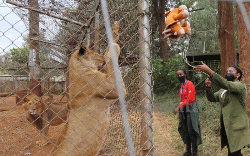 handlers exercise and lure the lions with a doll.