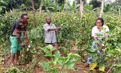 Story lured chief into farming and he's now making an extra coin
