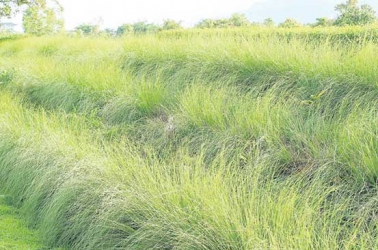 Super grass that reduces soil erosion, controls crop disease and boosts yield