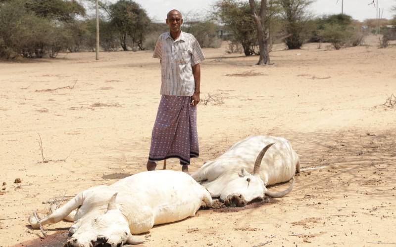Taita farmers counting losses as drought kills hundreds of cows