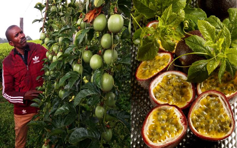 Tap into sweet business of passion fruit farming