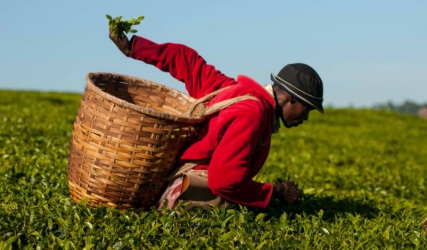 Tea industry risks losing its aroma in the global market