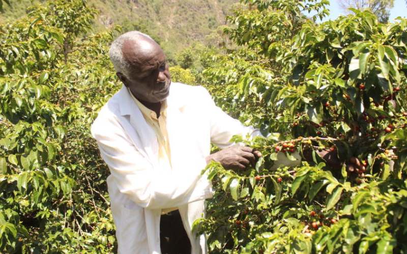 Teacher plants pension cash in coffee farming