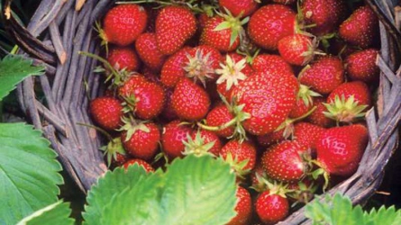 The ABCD of strawberry growing