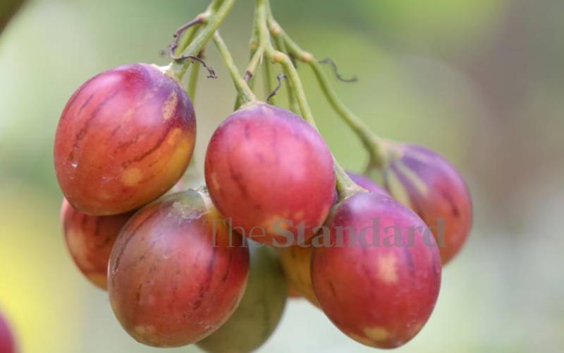 A beginner's guide to tree tomato farming