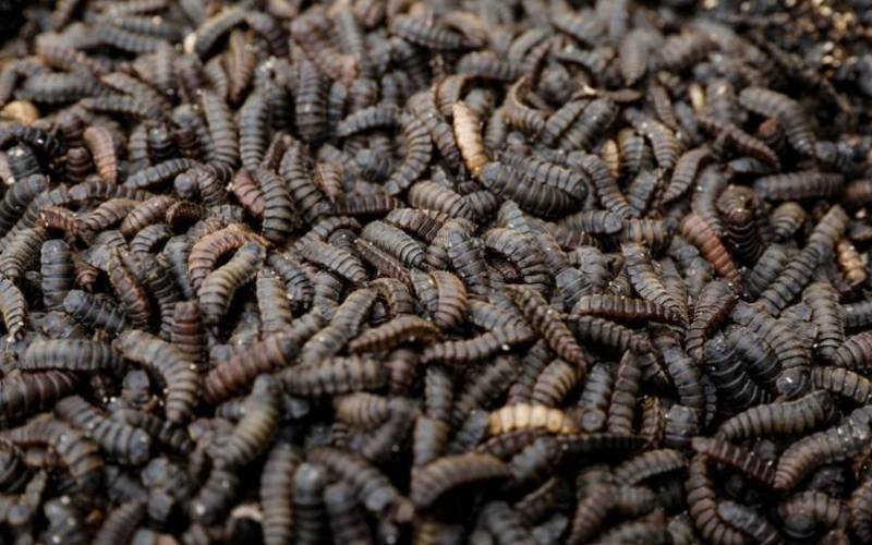 The worm that could shield farmers from exploitative animal feed prices