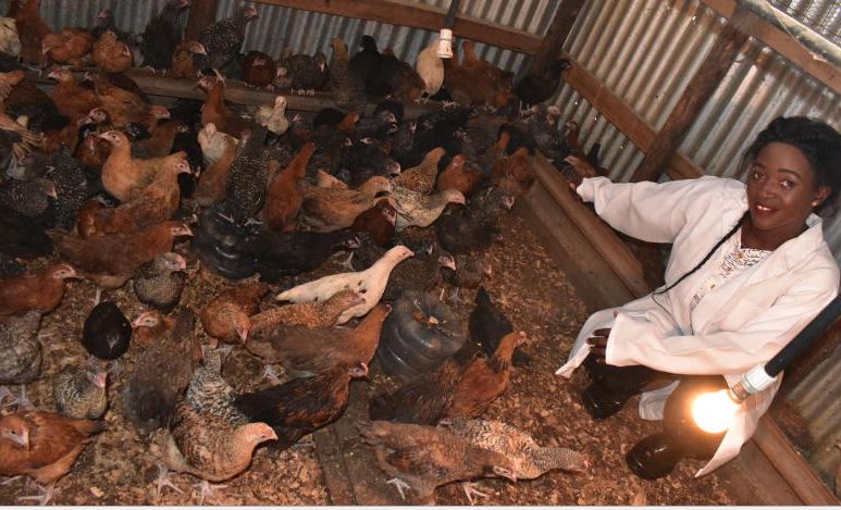 Thinking of poultry farming? Seven things to get right