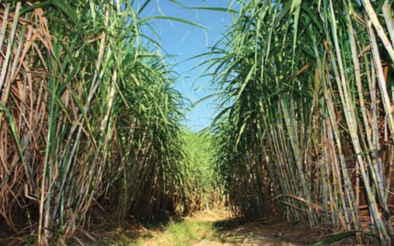 13-year-old pupil killed, body dumped in sugarcane plantation