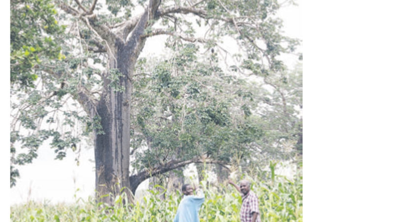  ‘Demonic tree’ could be all Kilifi needs to beat hunger 