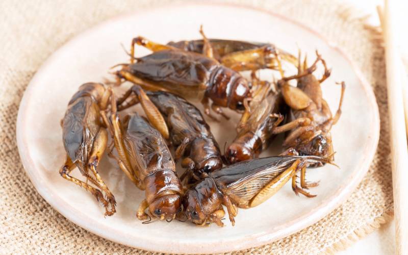  Would you consider a plate of grasshoppers for lunch?