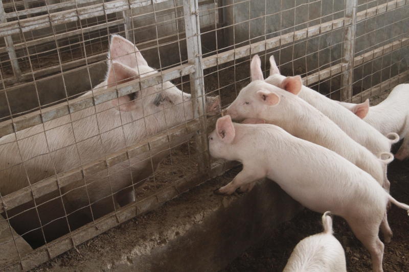 Alert! Your pig may be at risk of deadly flu
