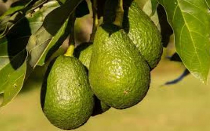 Avocados for export Dos and dont’s FarmKenya Initiative