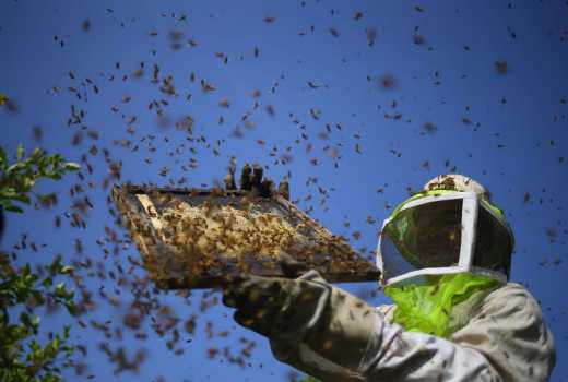 Bee keepers feel the heat as weather continues to change